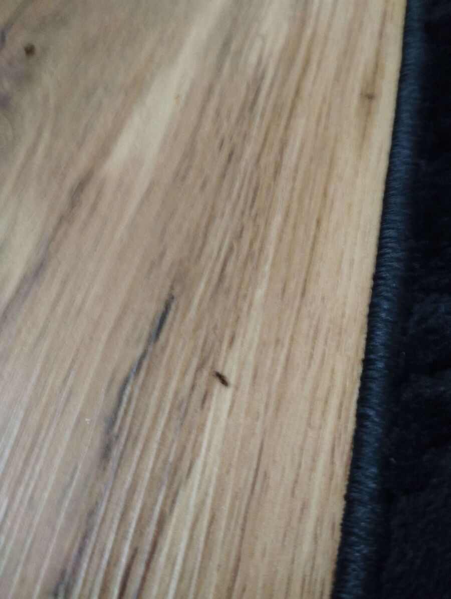 ameisen_vertreiben_bekaempfen_entfernen