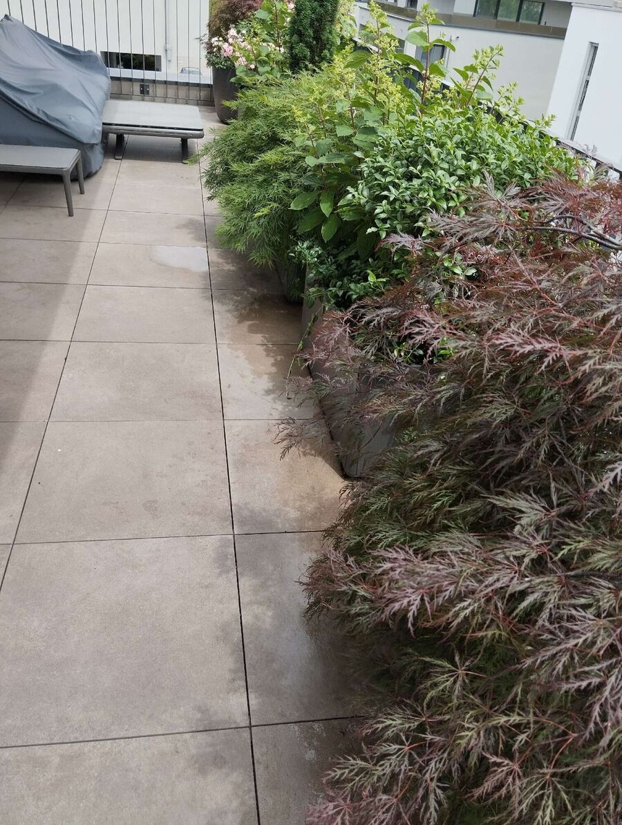 ameisen_vertreiben_bekaempfen_entfernen