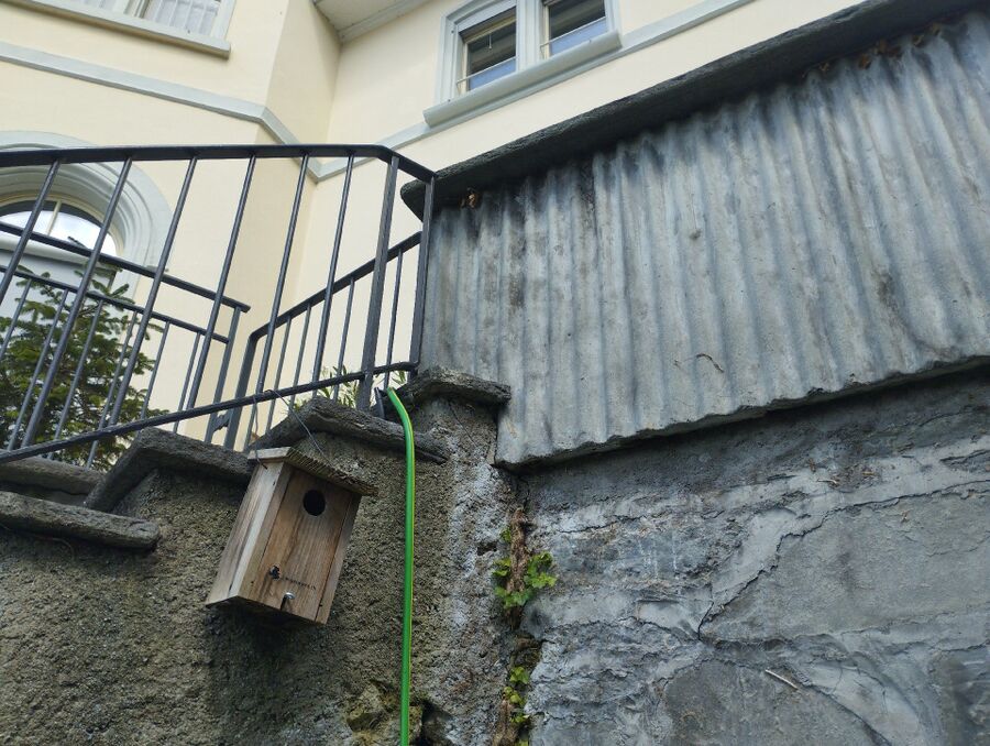 ameisen_vertreiben_bekaempfen_entfernen