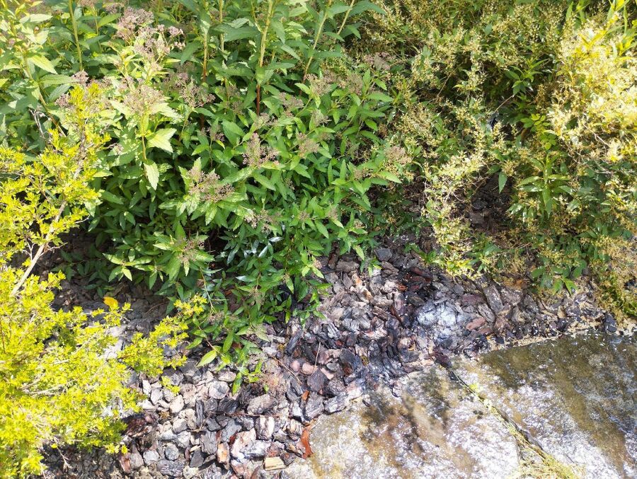 ameisen_vertreiben_bekaempfen_entfernen