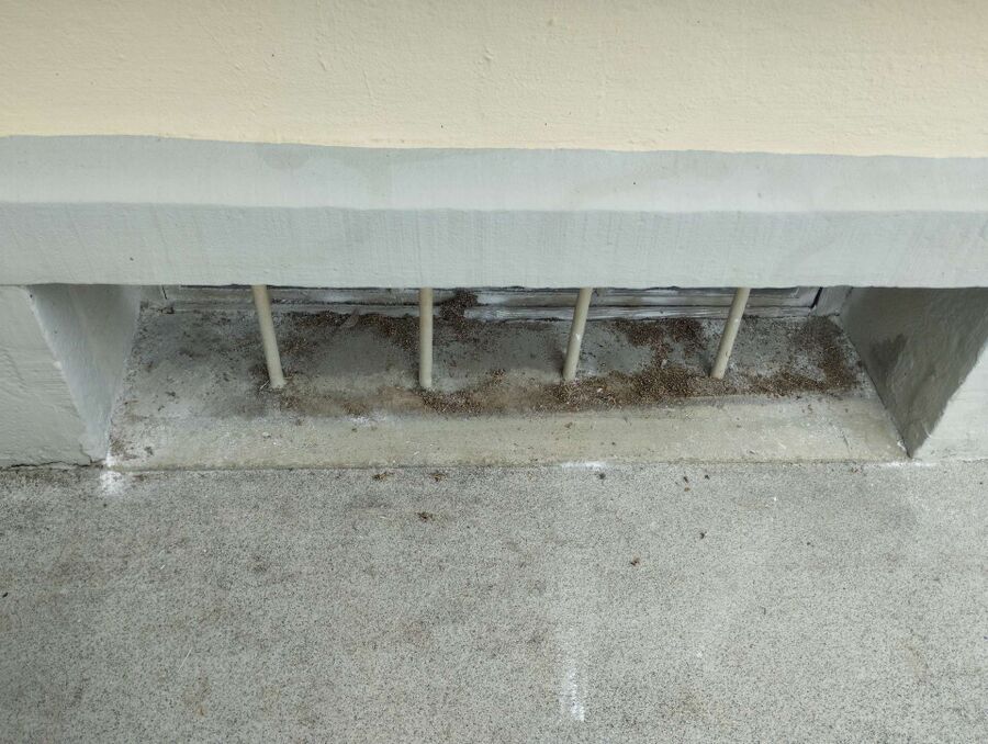 ameisen_vertreiben_bekaempfen_entfernen