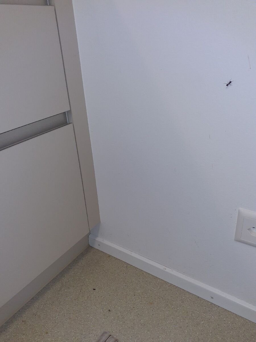 ameisen_vertreiben_bekaempfen_entfernen