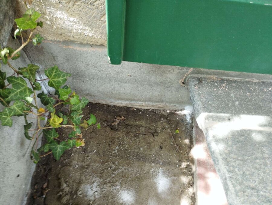 ameisen_vertreiben_bekaempfen_entfernen