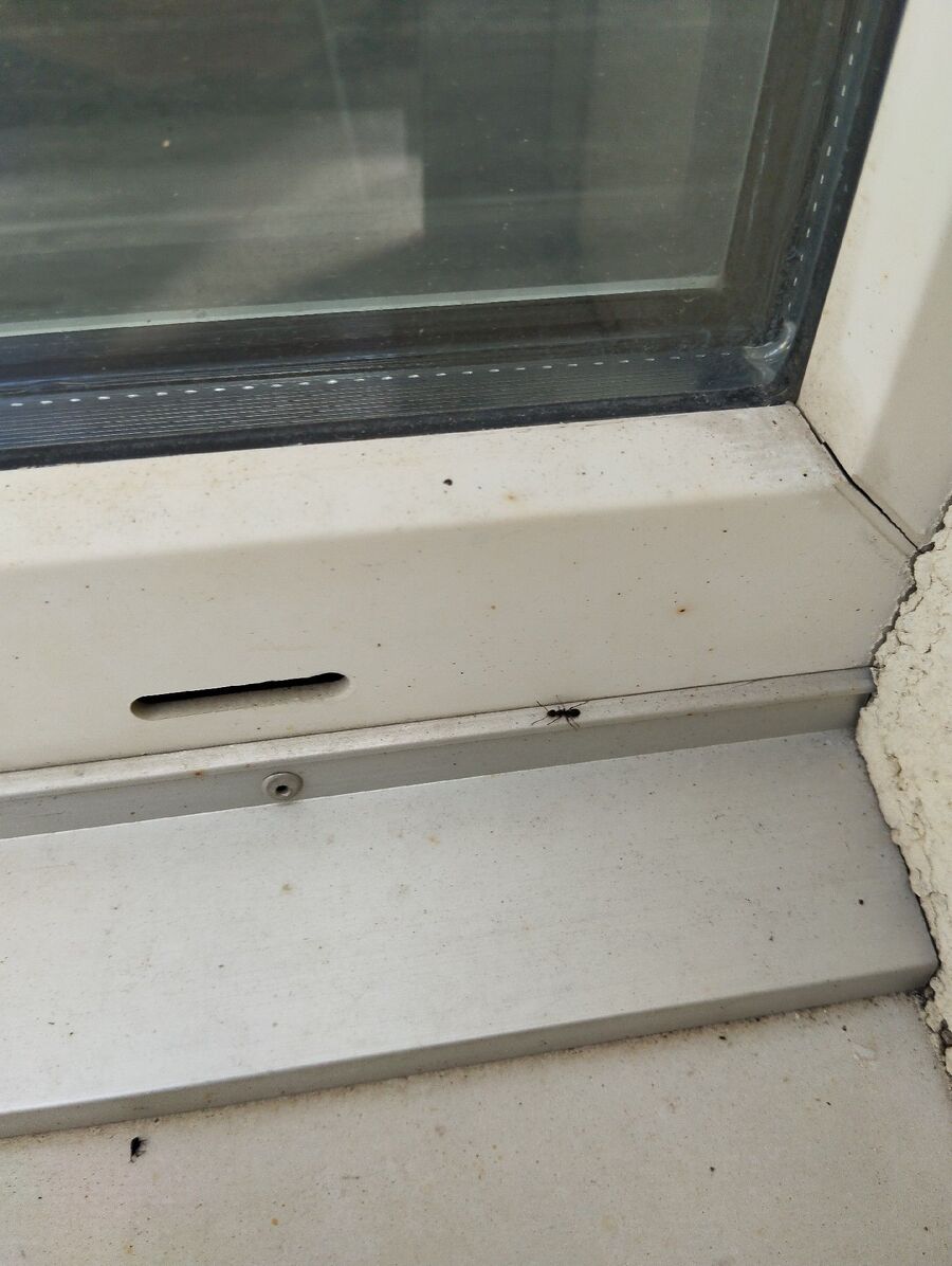 ameisen_vertreiben_bekaempfen_entfernen