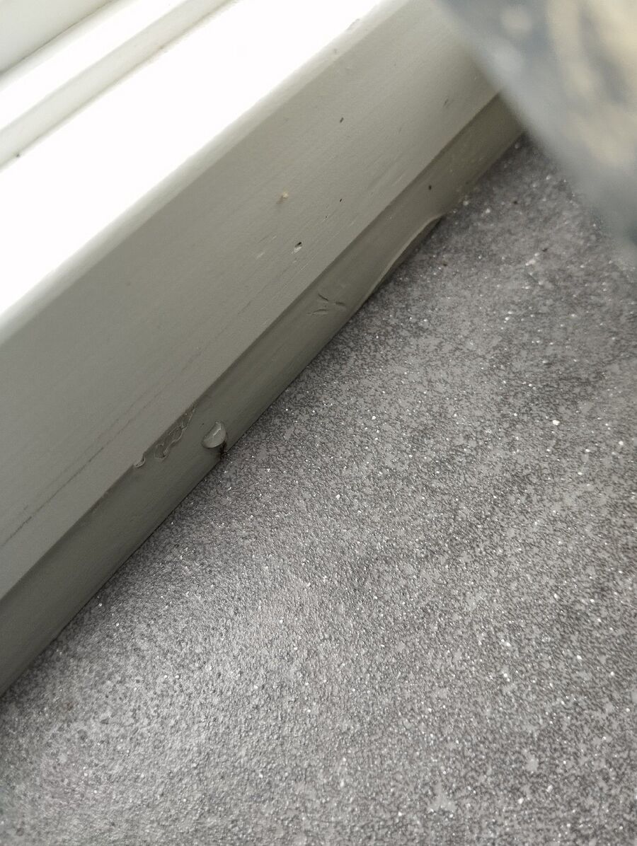 ameisen_vertreiben_bekaempfen_entfernen