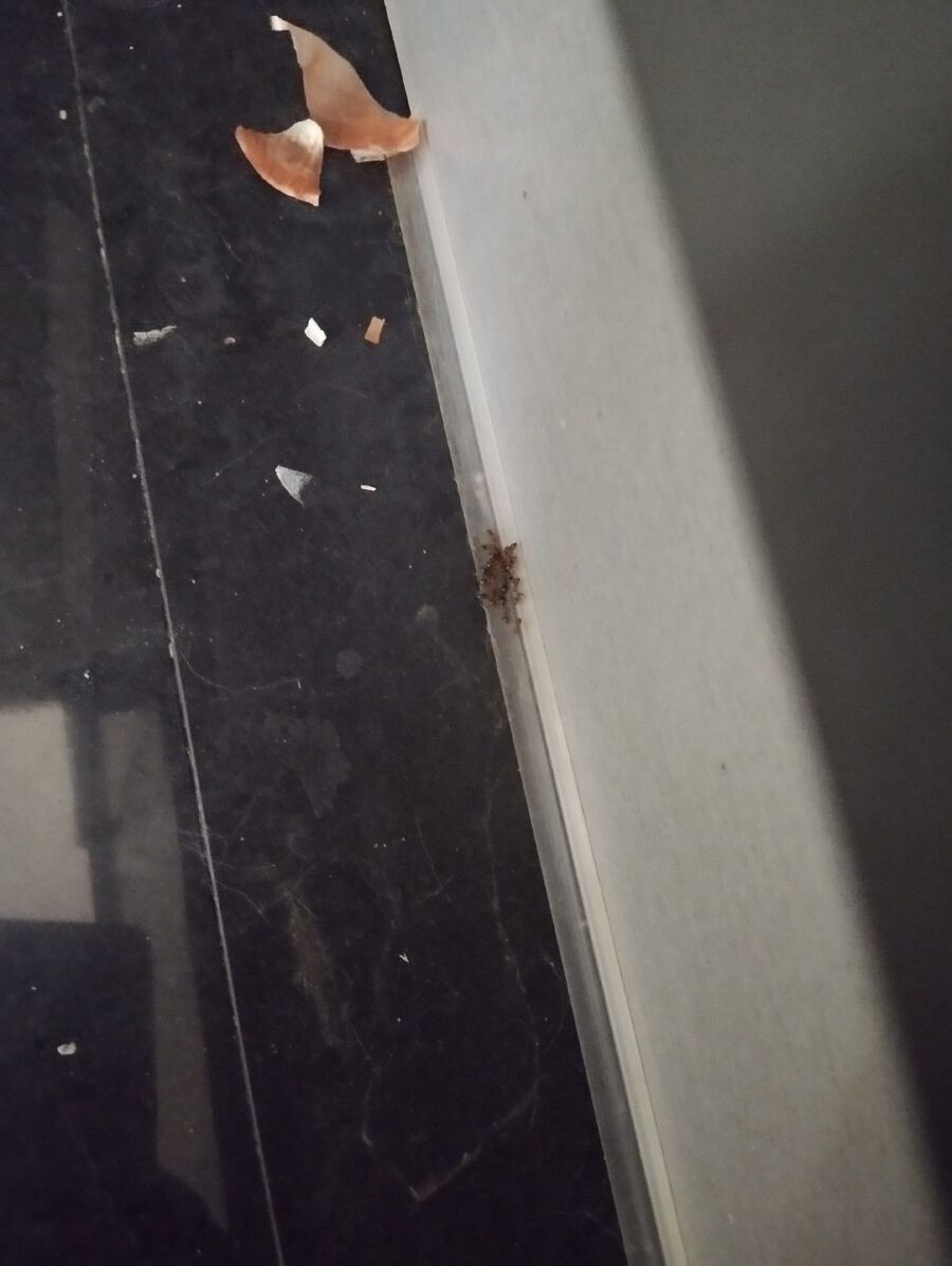 ameisen_vertreiben_bekaempfen_entfernen