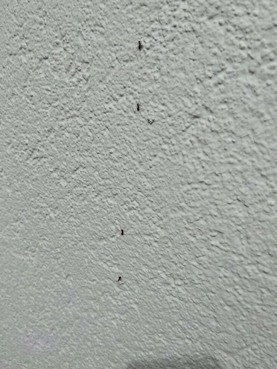 ameisen_vertreiben_bekaempfen_entfernen