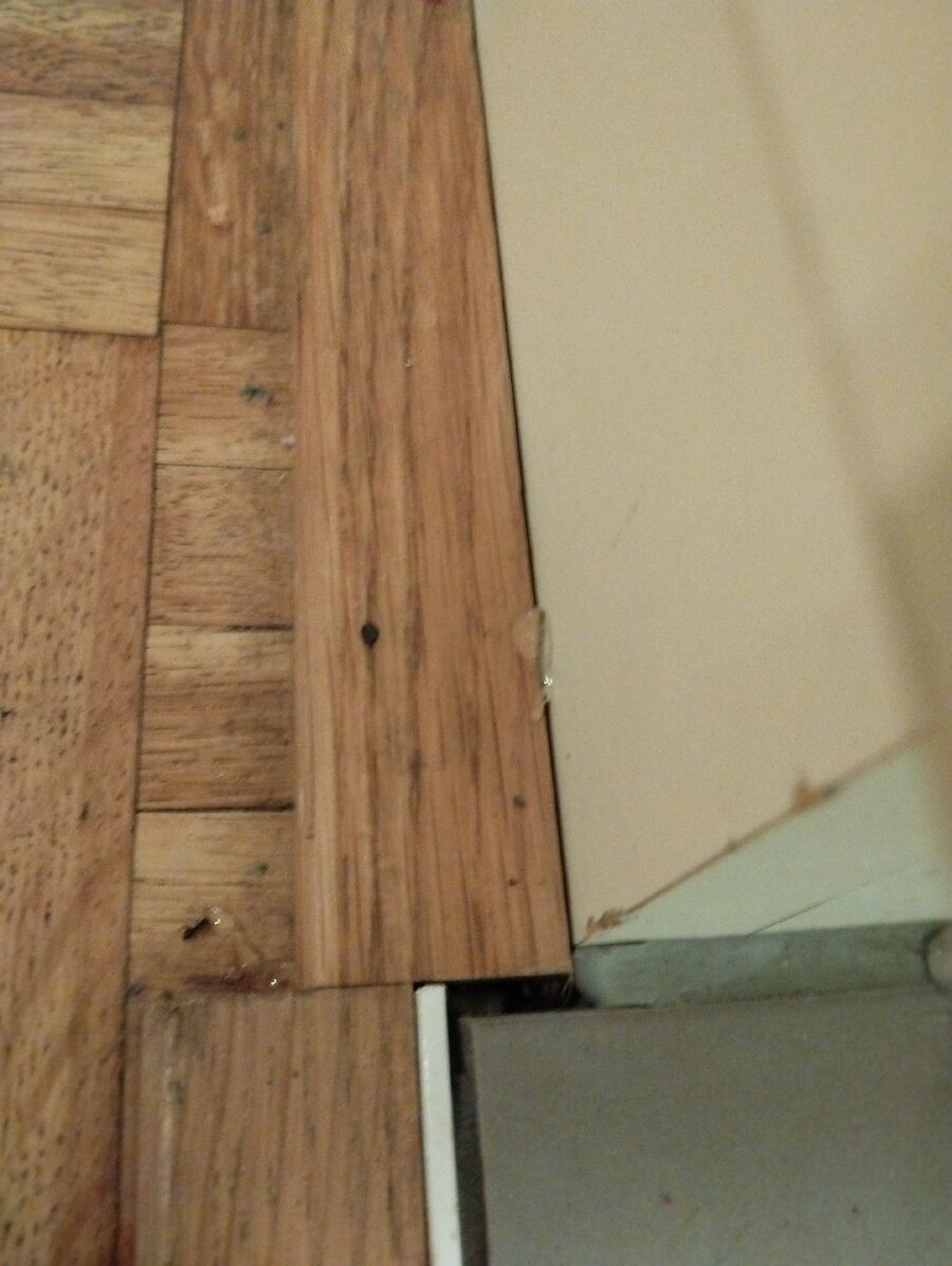 ameisen_vertreiben_bekaempfen_entfernen