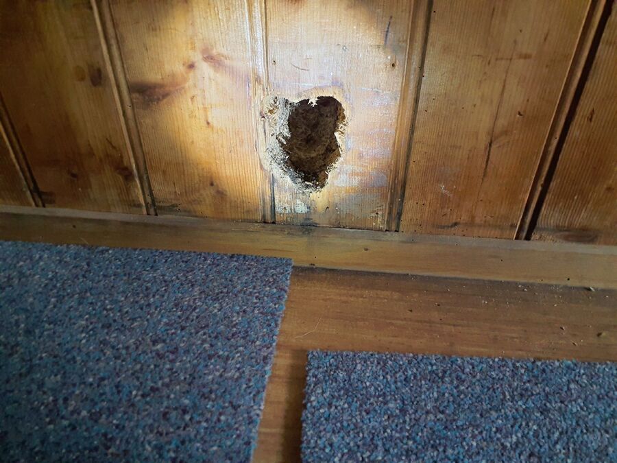 ameisen_vertreiben_bekaempfen_entfernen