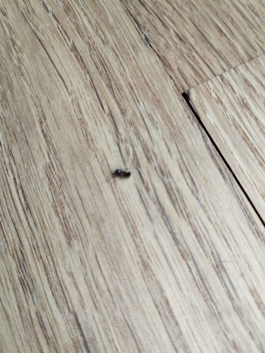 ameisen_vertreiben_bekaempfen_entfernen