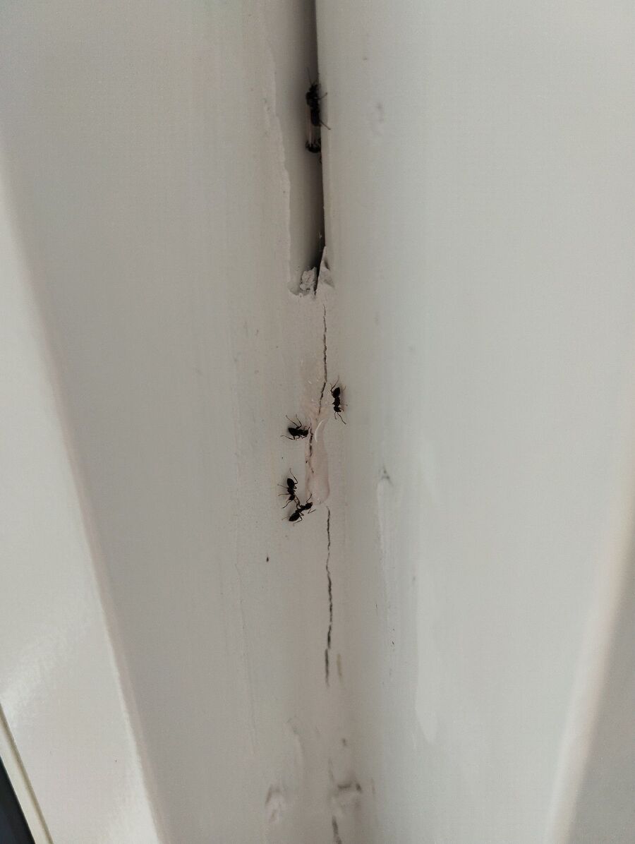 ameisen_vertreiben_bekaempfen_entfernen