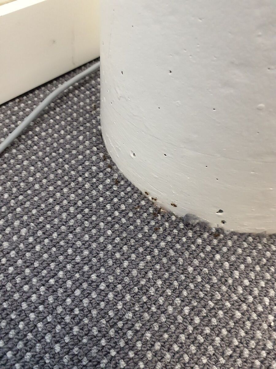 ameisen_vertreiben_bekaempfen_entfernen