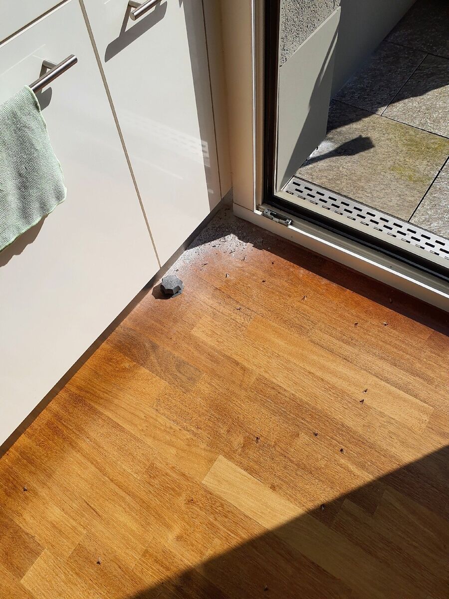 ameisen_vertreiben_bekaempfen_entfernen