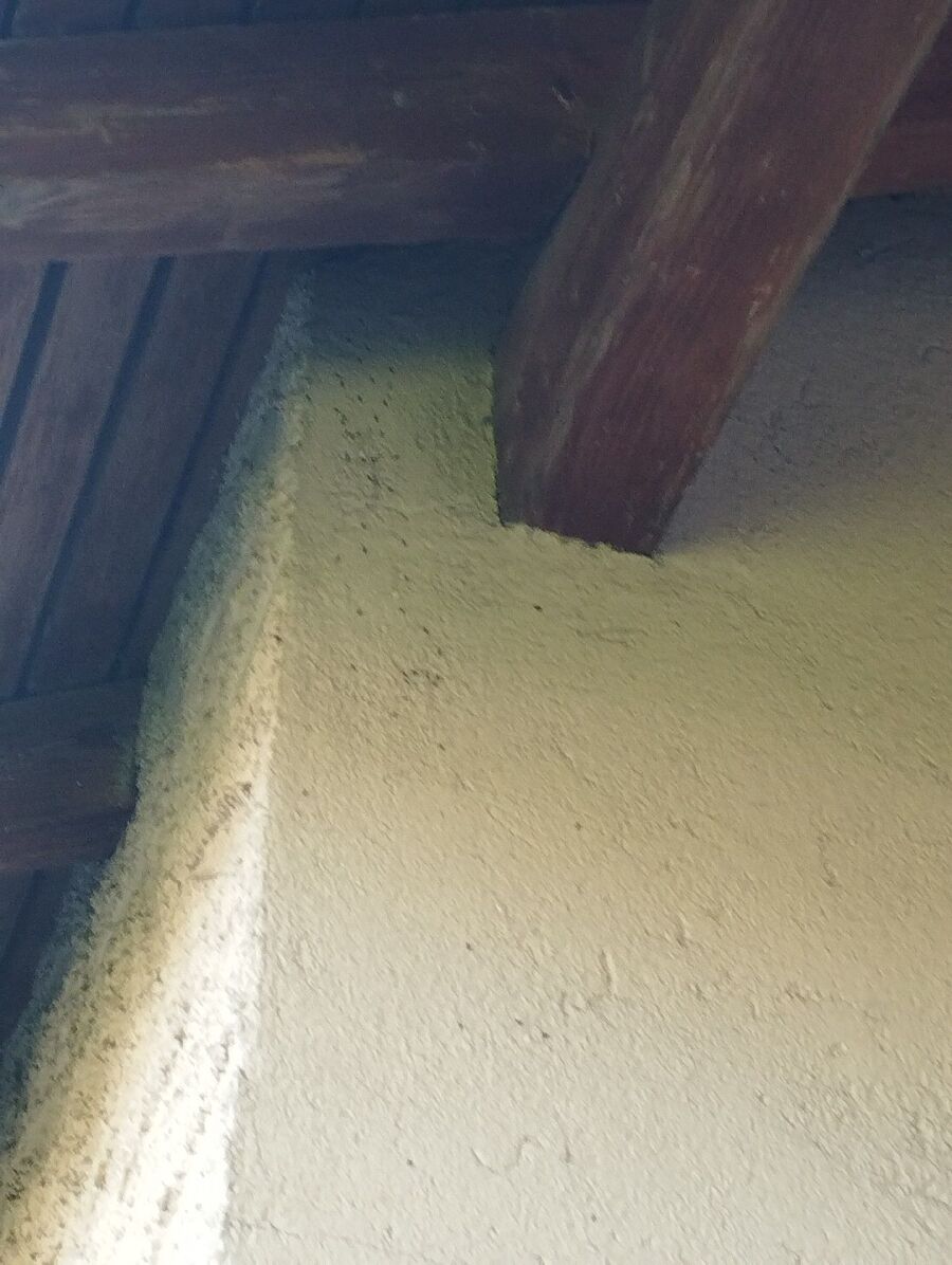 ameisen_vertreiben_bekaempfen_entfernen