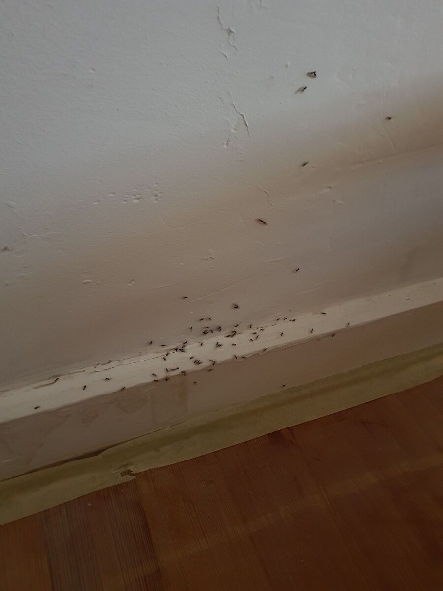 ameisen_vertreiben_bekaempfen_entfernen