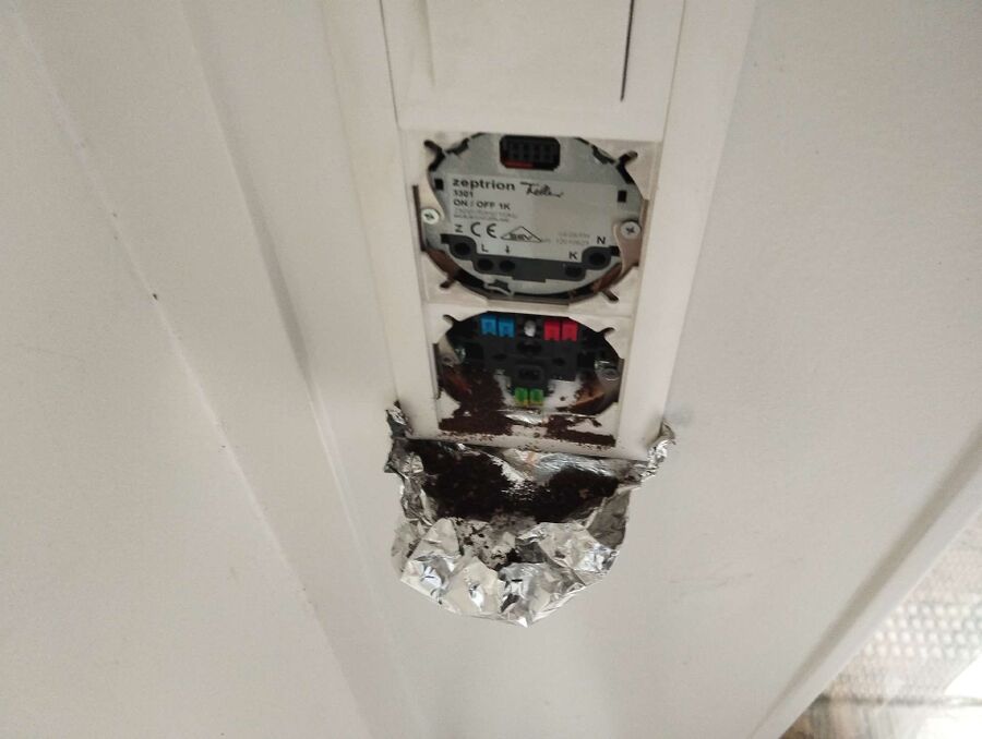 ameisen_vertreiben_bekaempfen_entfernen