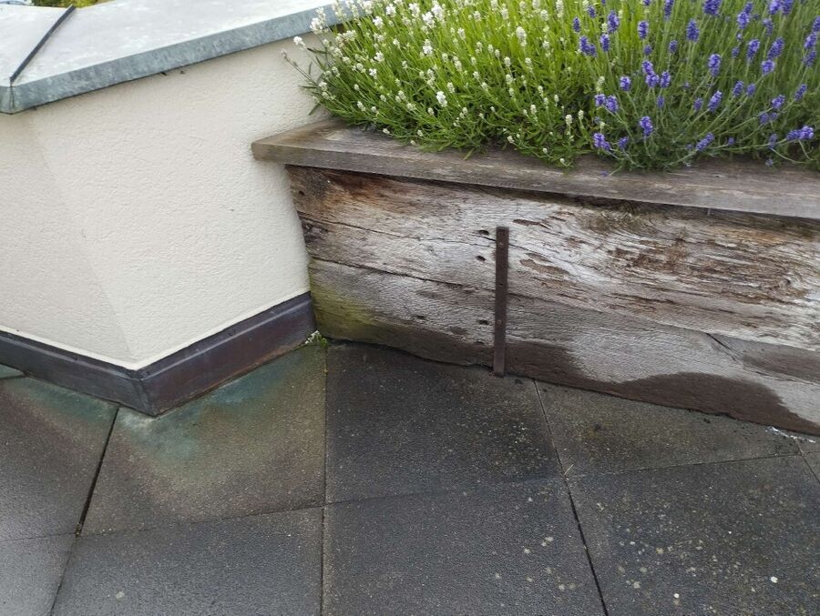 ameisen_vertreiben_bekaempfen_entfernen