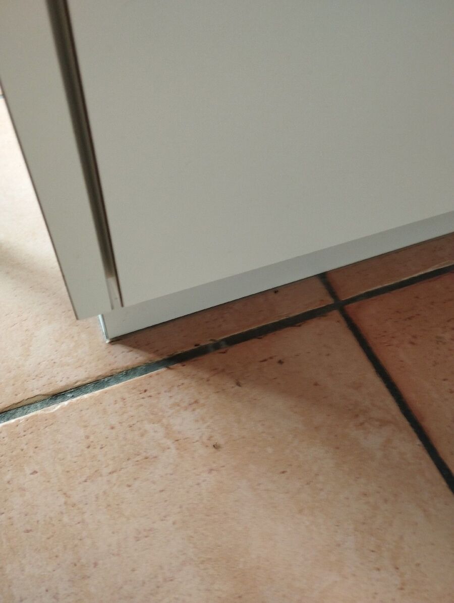 ameisen_vertreiben_bekaempfen_entfernen