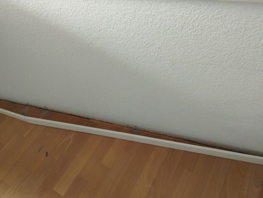 ameisen_vertreiben_bekaempfen_entfernen