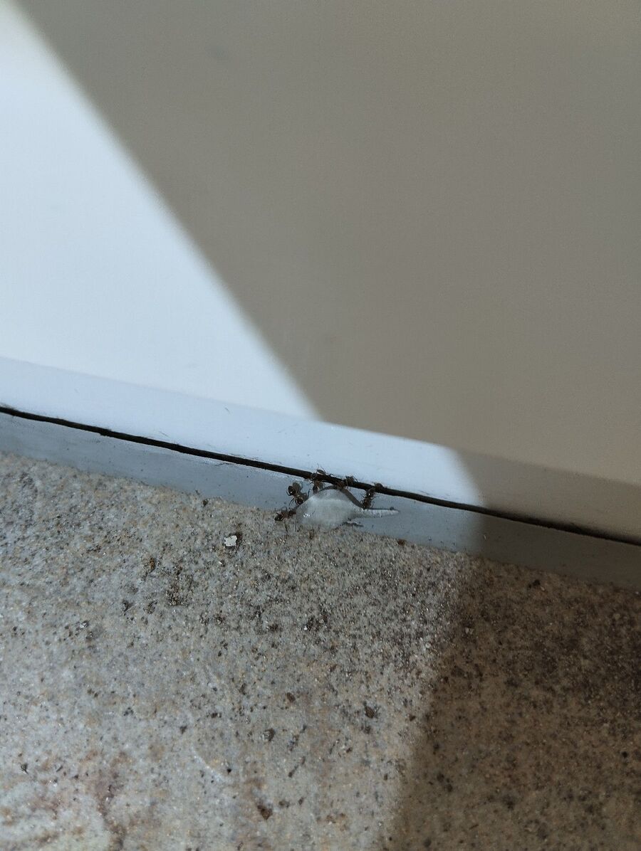 ameisen_vertreiben_bekaempfen_entfernen