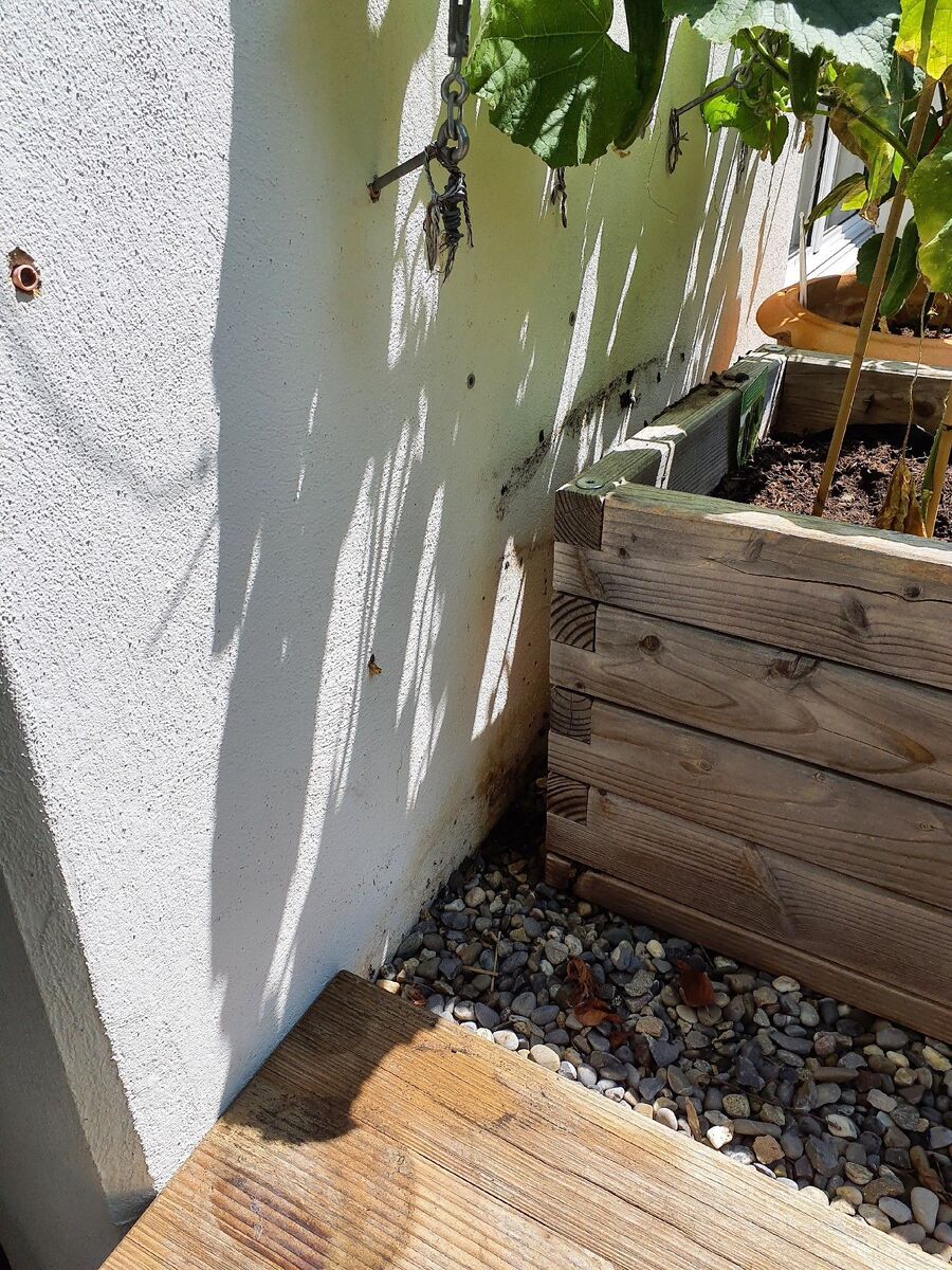 ameisen_vertreiben_bekaempfen_entfernen