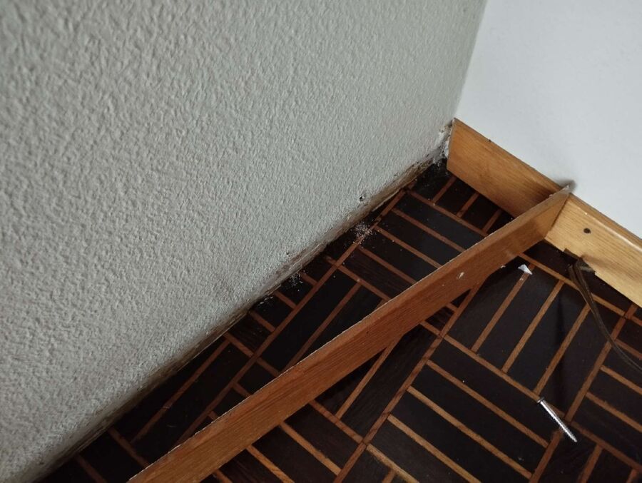 ameisen_vertreiben_bekaempfen_entfernen