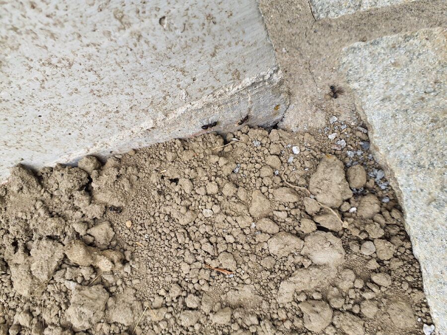 ameisen_vertreiben_bekaempfen_entfernen