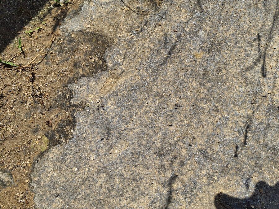 ameisen_vertreiben_bekaempfen_entfernen