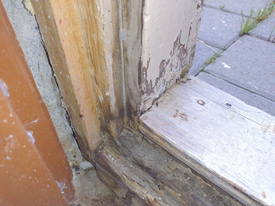 ameisen_vertreiben_bekaempfen_entfernen