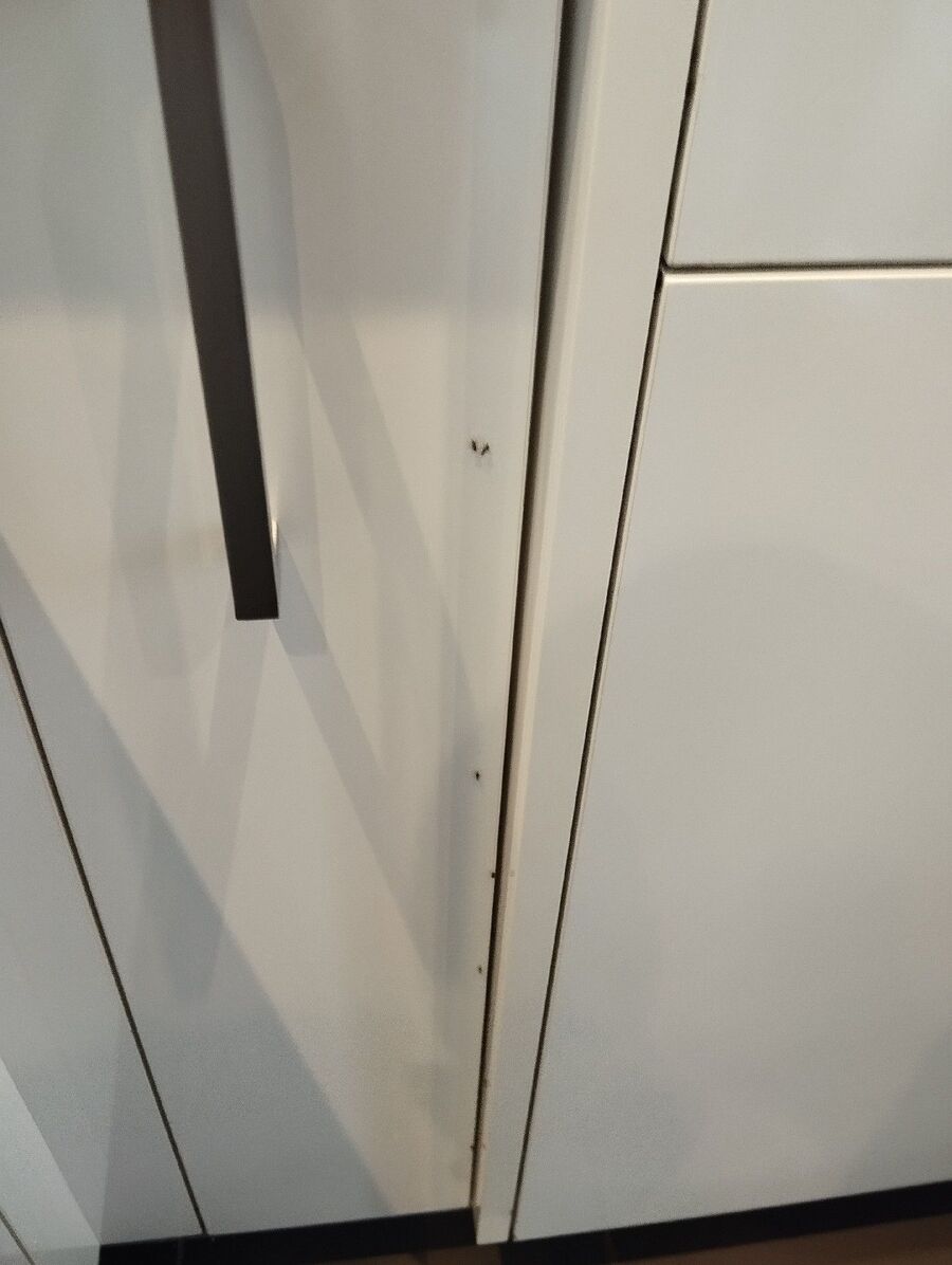 ameisen_vertreiben_bekaempfen_entfernen