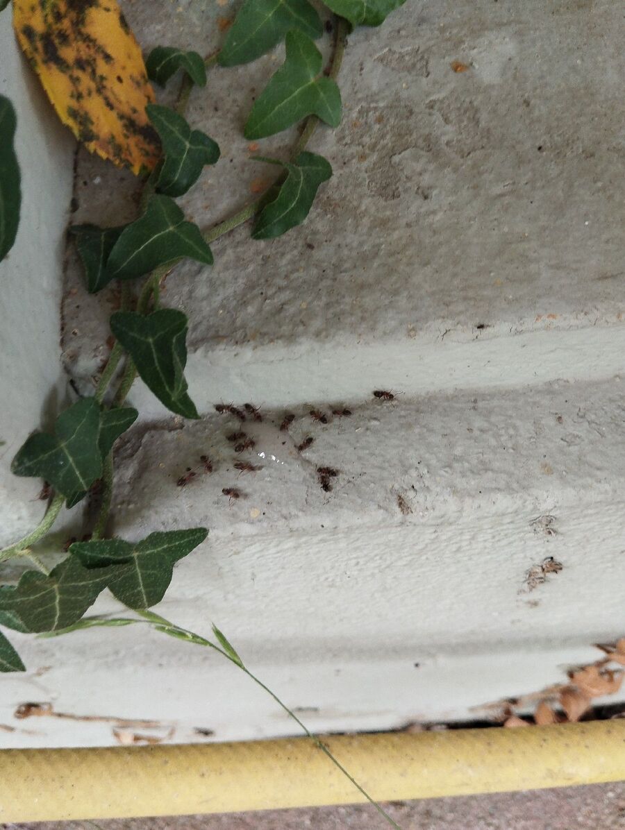 ameisen_vertreiben_bekaempfen_entfernen