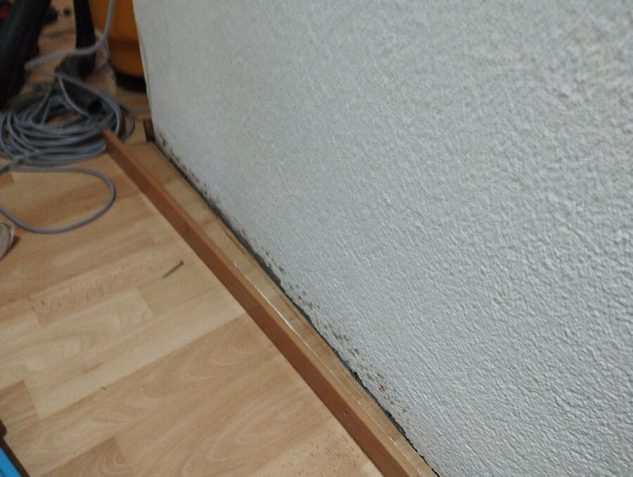 ameisen_vertreiben_bekaempfen_entfernen