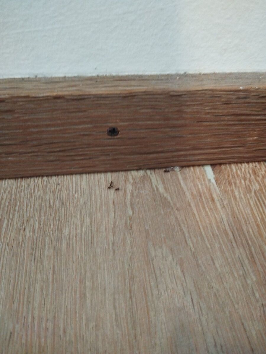 ameisen_vertreiben_bekaempfen_entfernen