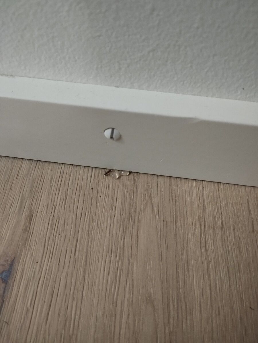 ameisen_vertreiben_bekaempfen_entfernen