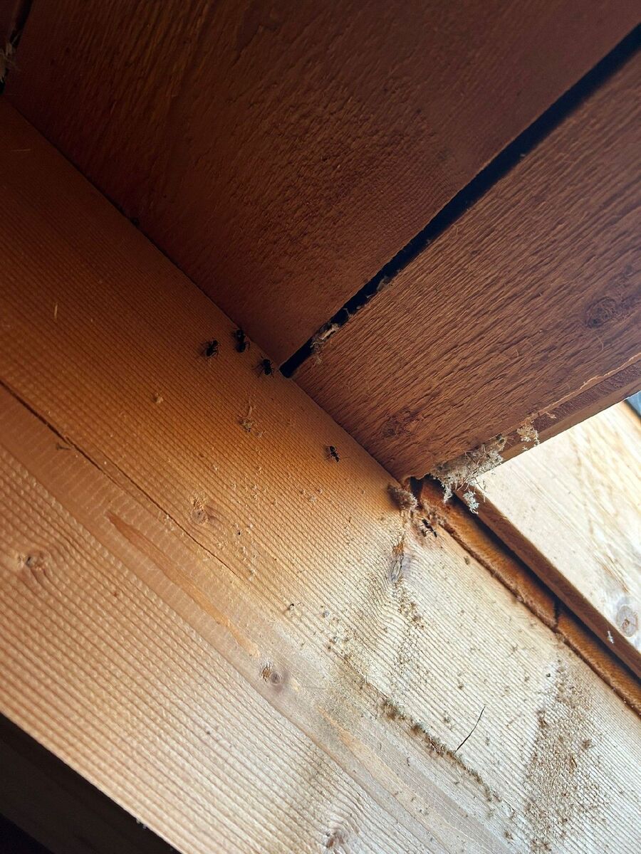 ameisen_vertreiben_bekaempfen_entfernen