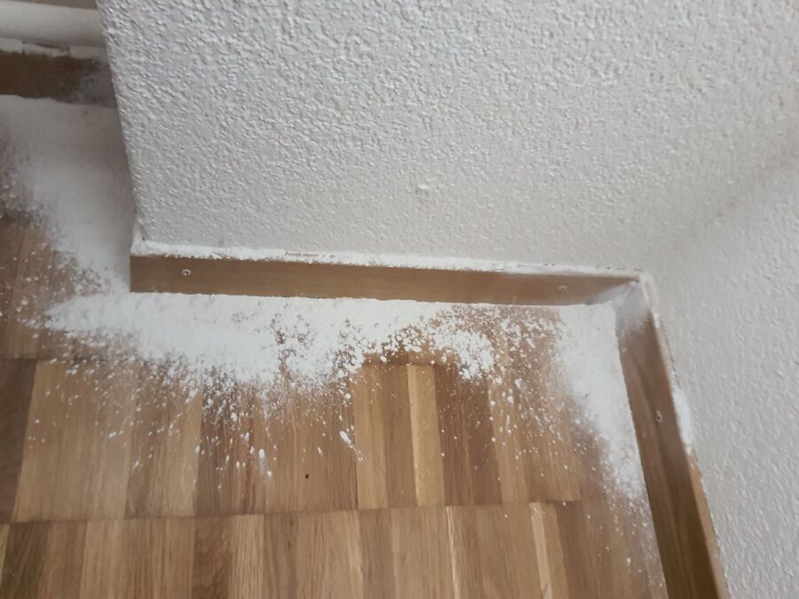 ameisen_vertreiben_bekaempfen_entfernen