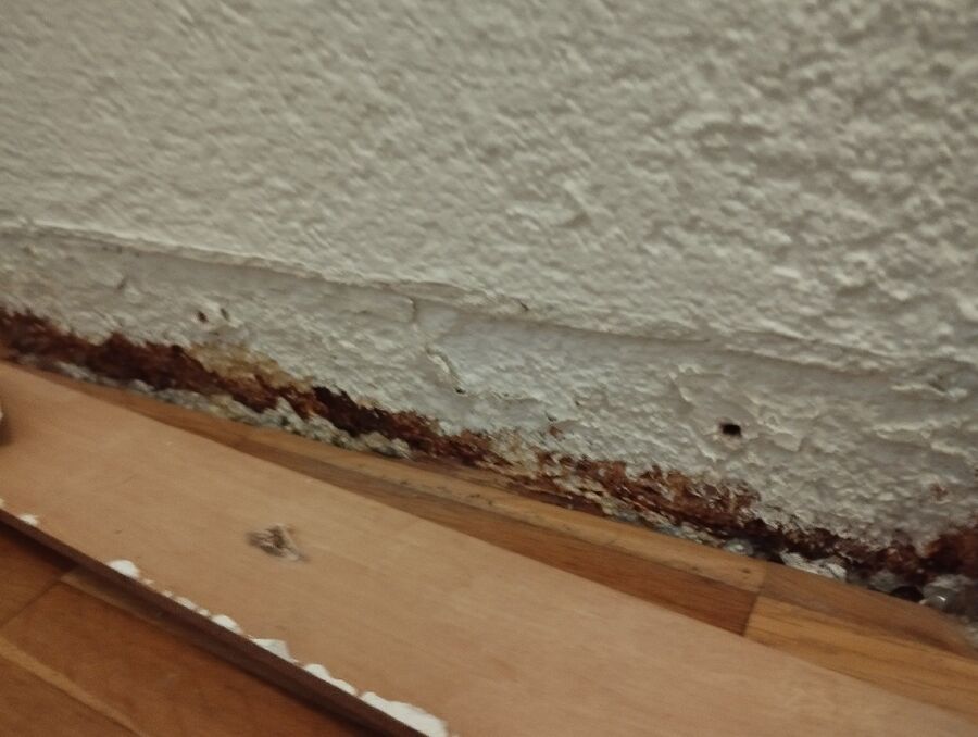 ameisen_vertreiben_bekaempfen_entfernen