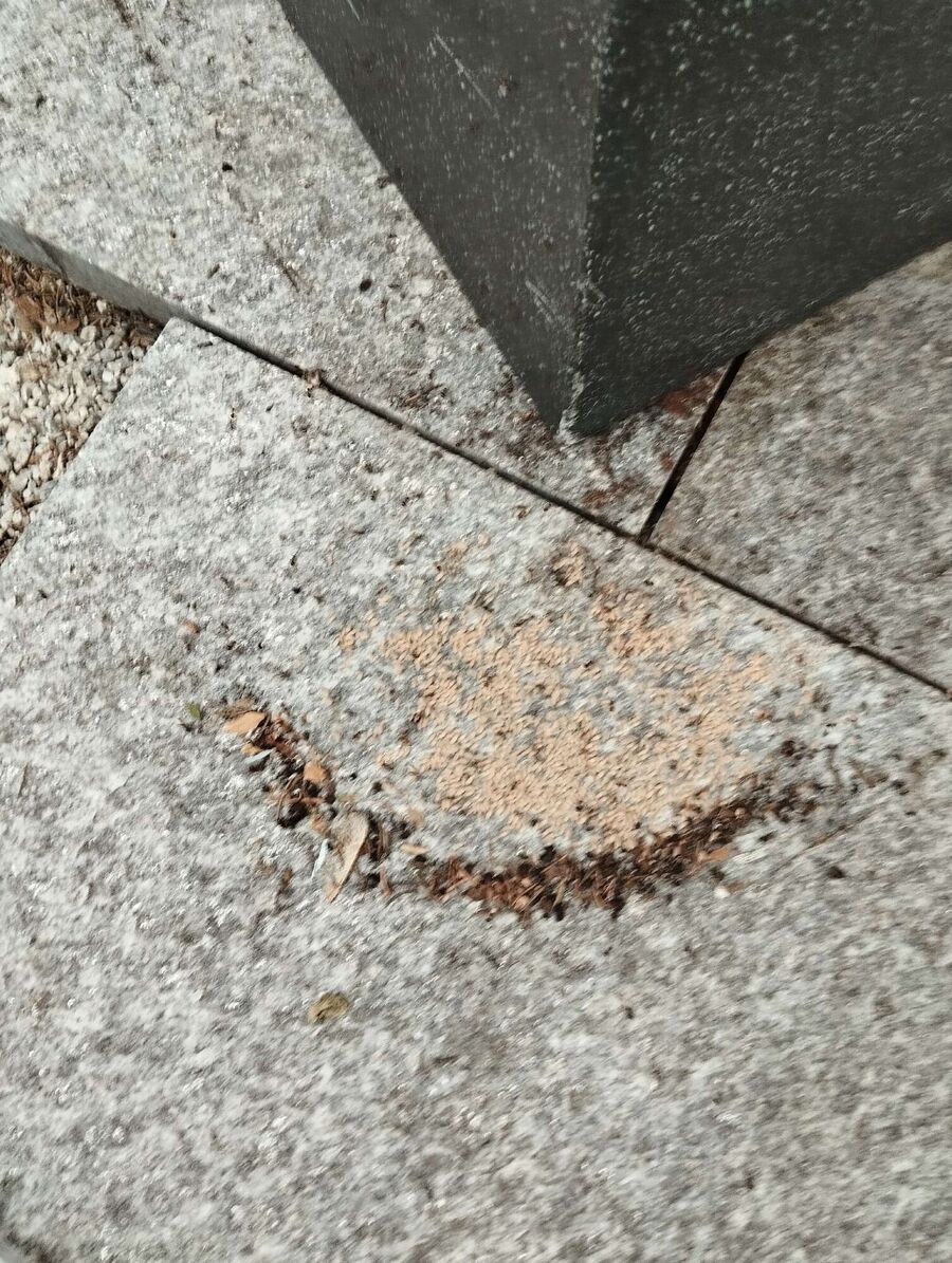 ameisen_vertreiben_bekaempfen_entfernen