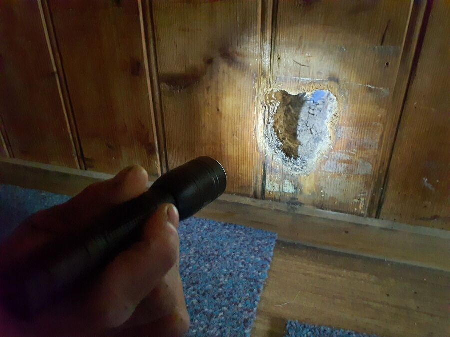 ameisen_vertreiben_bekaempfen_entfernen