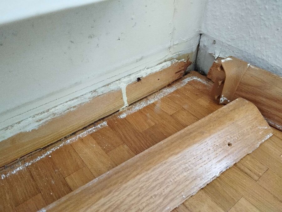 ameisen_vertreiben_bekaempfen_entfernen