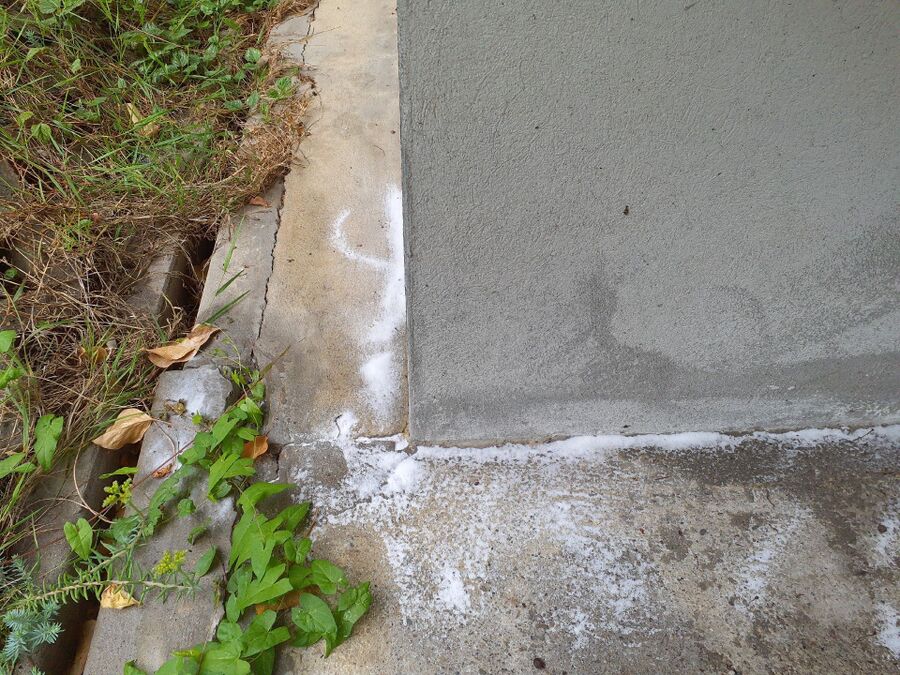 ameisen_vertreiben_bekaempfen_entfernen