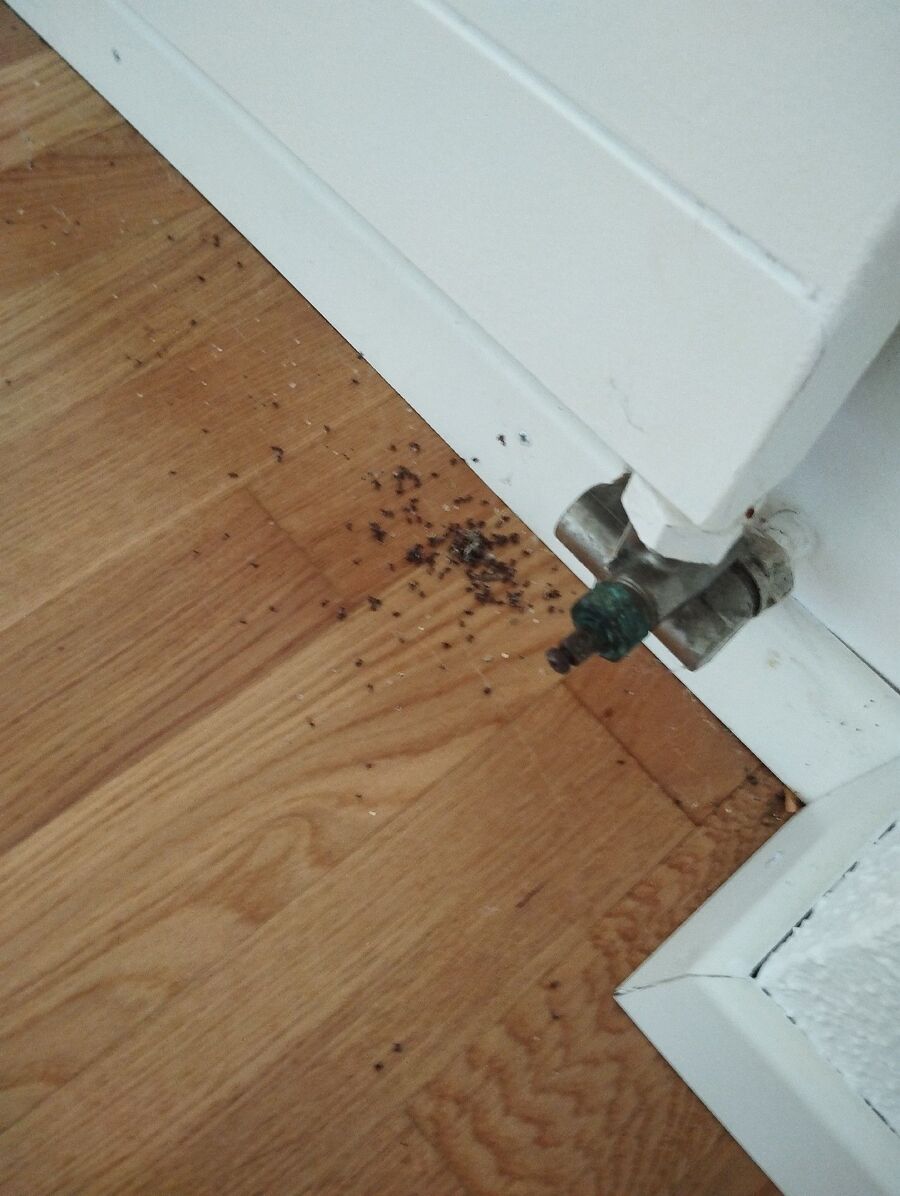 ameisen_vertreiben_bekaempfen_entfernen