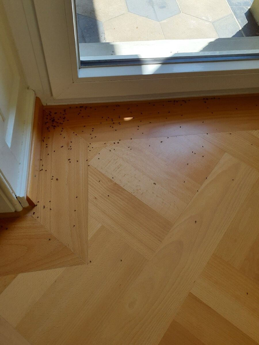 ameisen_vertreiben_bekaempfen_entfernen