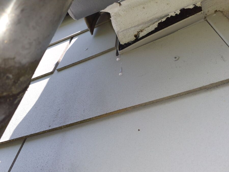 ameisen_vertreiben_bekaempfen_entfernen