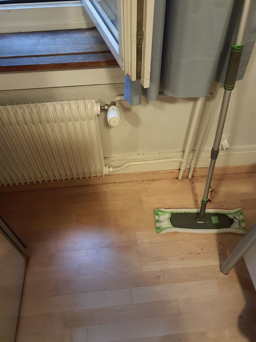 ameisen_vertreiben_bekaempfen_entfernen