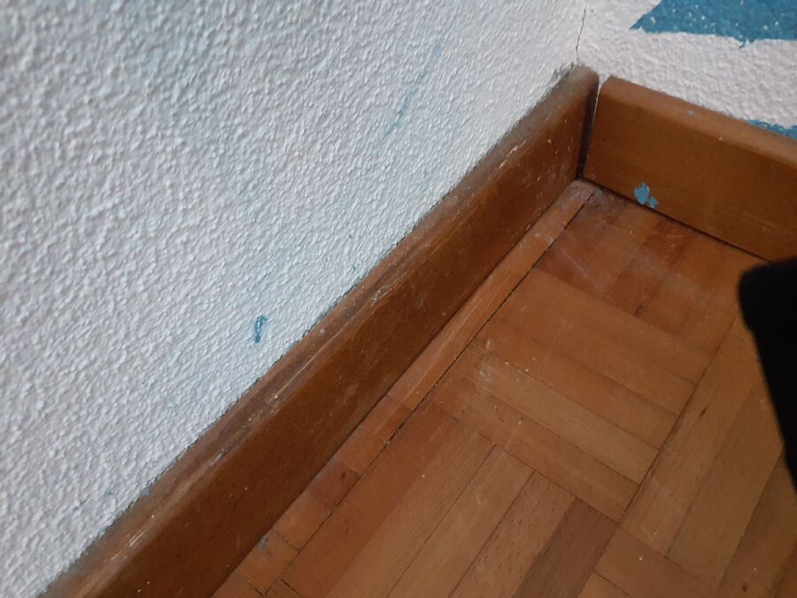 ameisen_vertreiben_bekaempfen_entfernen