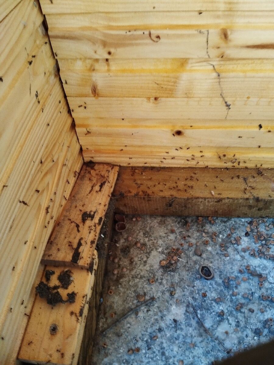 ameisen_vertreiben_bekaempfen_entfernen