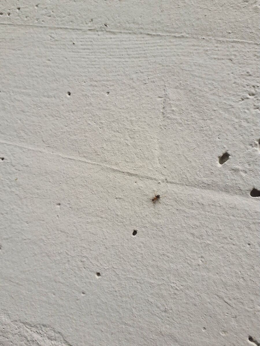 ameisen_vertreiben_bekaempfen_entfernen