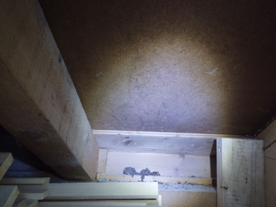 ameisen_vertreiben_bekaempfen_entfernen