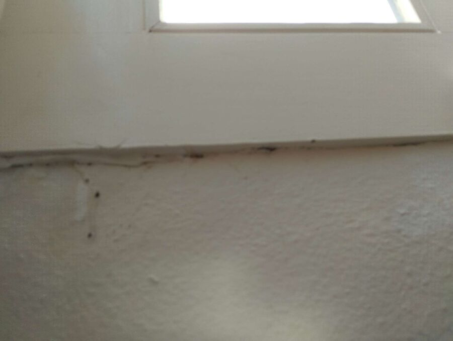 ameisen_vertreiben_bekaempfen_entfernen